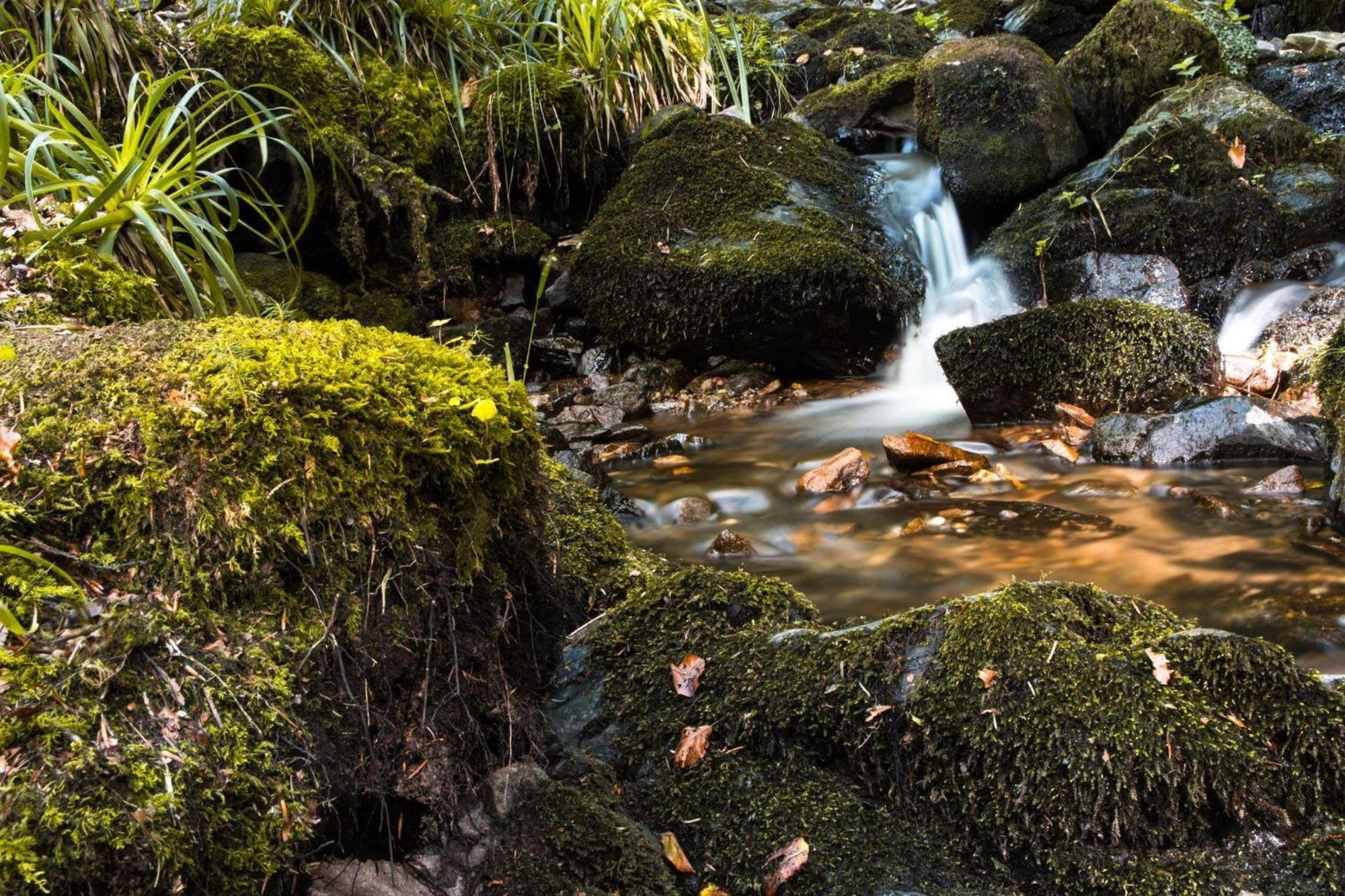 Ferienwohnung Am Kapellenberg - Am Rande Des Nationalparks Schwarzwald Bad Peterstal-Griesbach Eksteriør billede